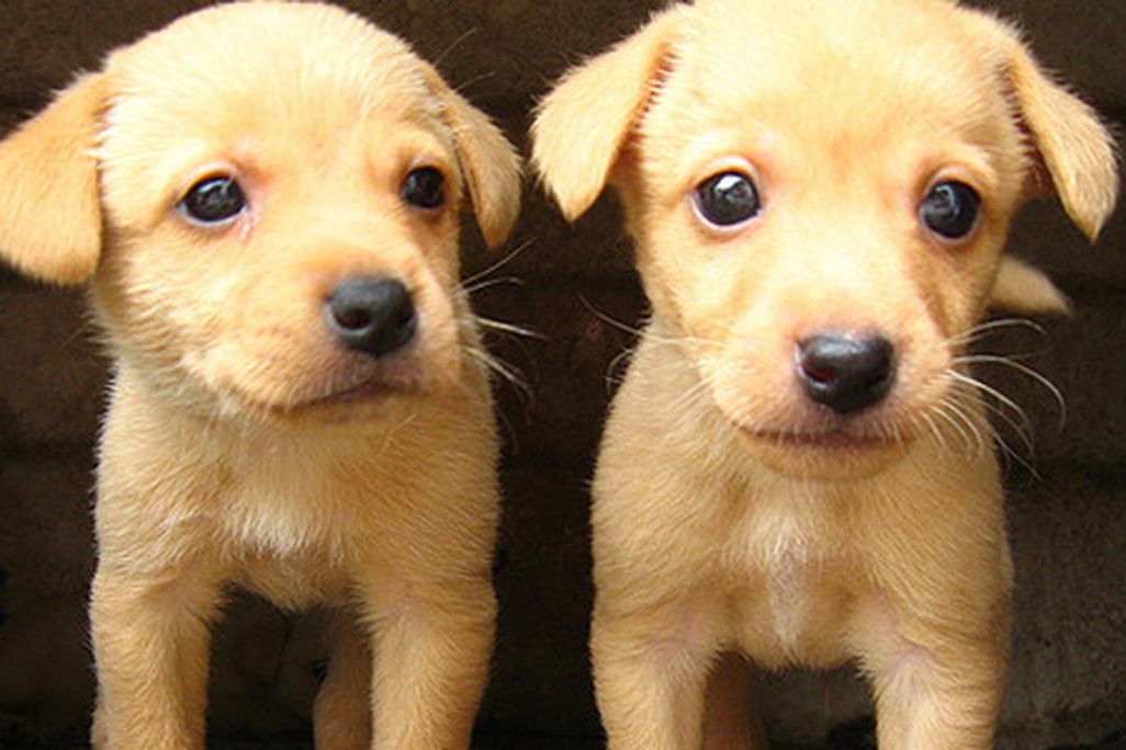 Research says dogs have learned to behave like children.