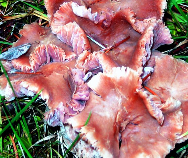unidentified jelly (?) mushroom Smithsonian Photo Contest