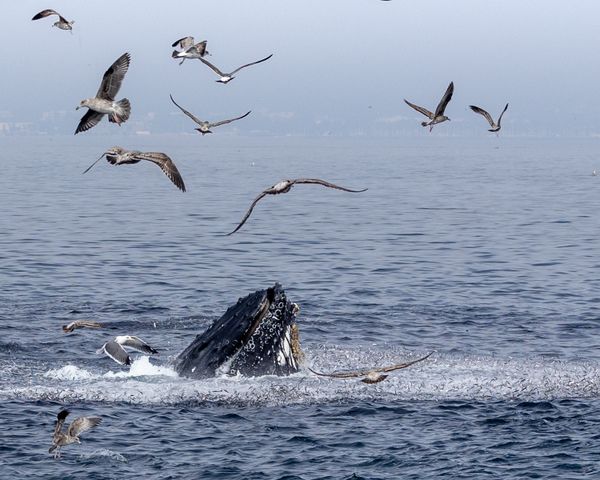 Humpback whale lunge feeding in Santa Barbara Channel thumbnail