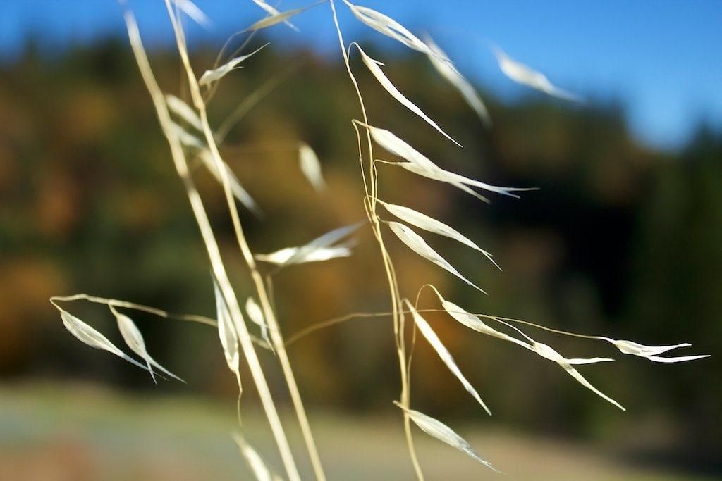 Wild oats