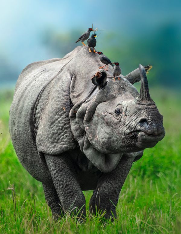 Pride Of Assam - One Horned Rhino thumbnail