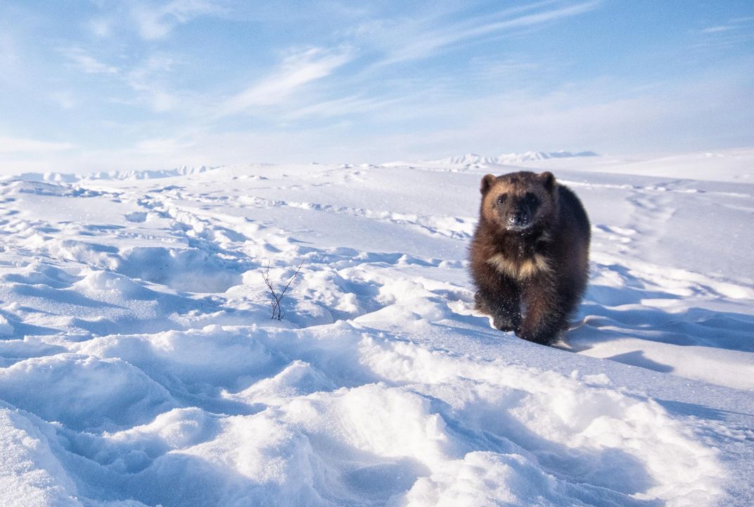 Cute But Tough - The Arctic Fox - Yukon Wildlife Preserve