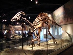 20110520083137parasaurolophus-field-museum-chicago-300x225.jpg