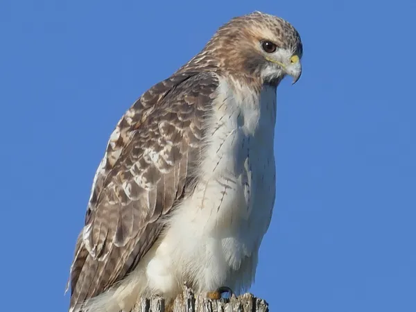 Red Tailed Hawk Sitting on a Pole in South Dakota thumbnail
