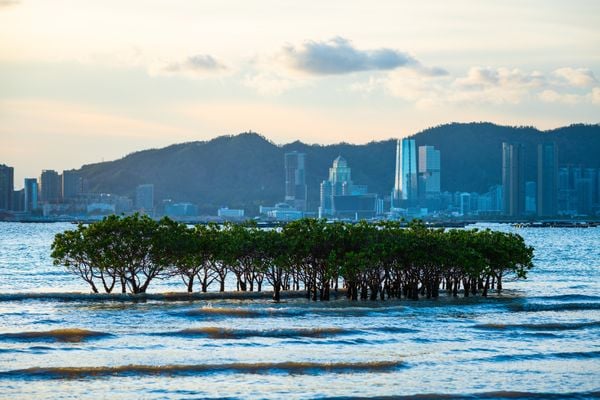 The last mangrove of Hong Kong thumbnail