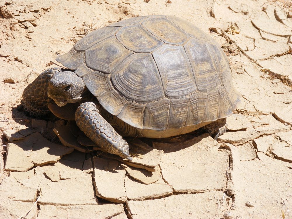 Giant tortoise