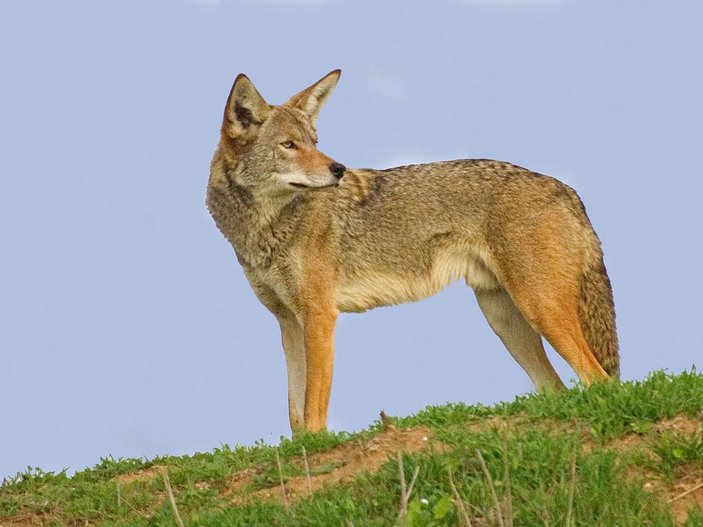 Coyote