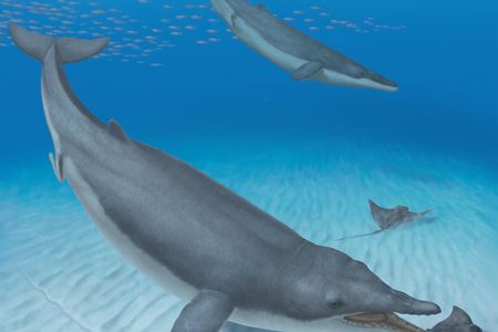 Illustration of Mystacodon selenensis