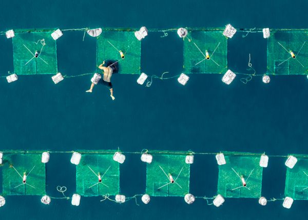 Lobster Farm 3 thumbnail