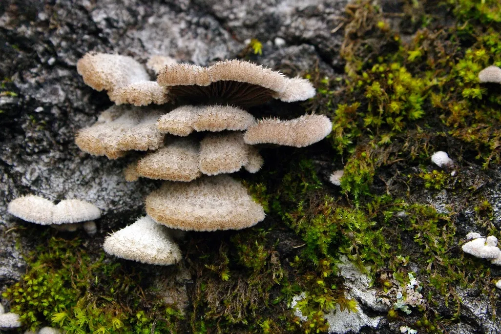 A close-up image of split gill mushrooms growing on a tree. The mushrooms caps appear fuzzy.