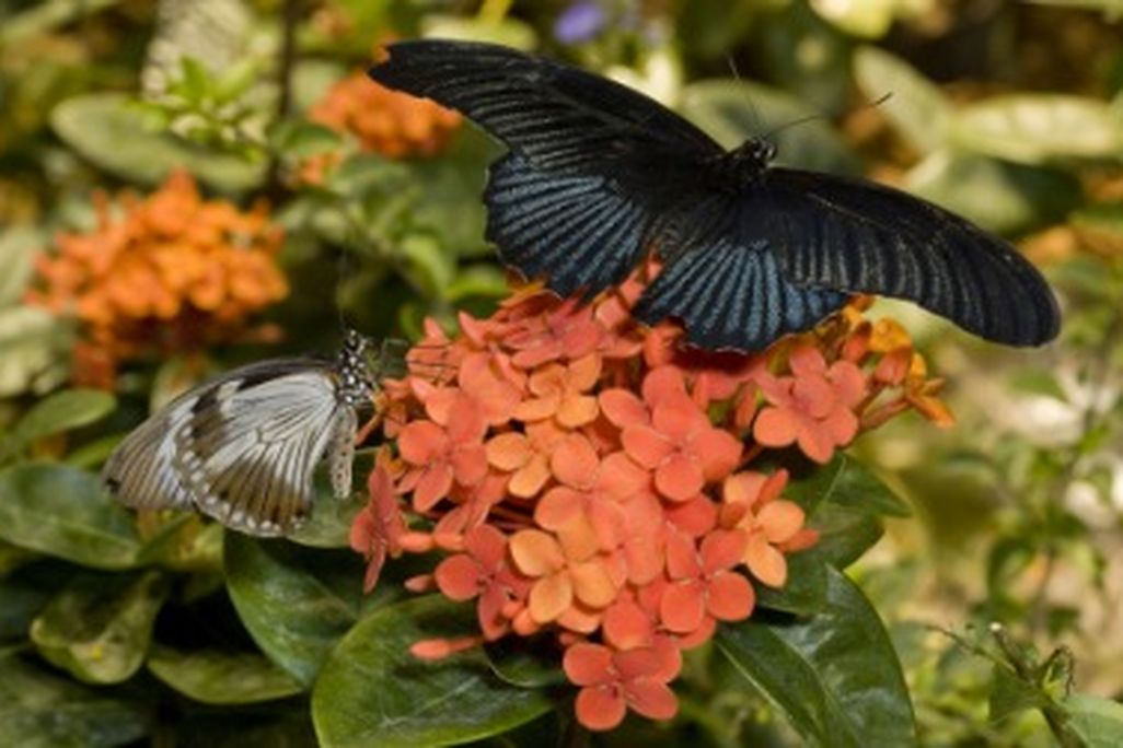 Visit the Butterfly Pavilion at the Natural History Museum