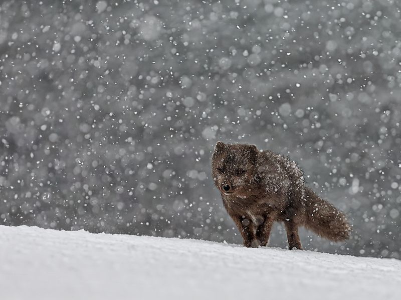 black arctic fox 10 | Smithsonian Photo Contest | Smithsonian Magazine