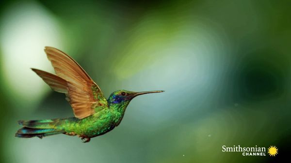 Preview thumbnail for Stunning Slo-Mo Footage of Hummingbirds Hovering in Air
