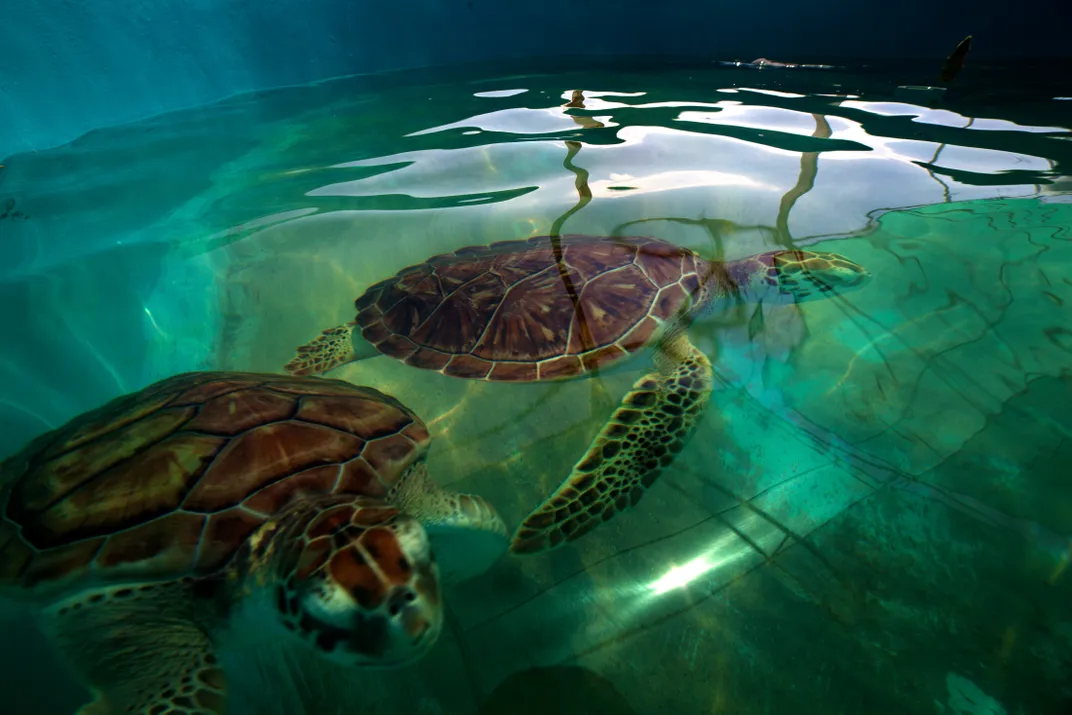 visit turtle sanctuary