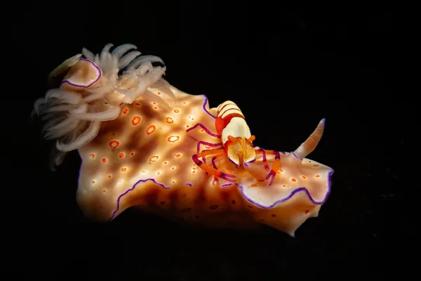 Hitchhiker thumbnail