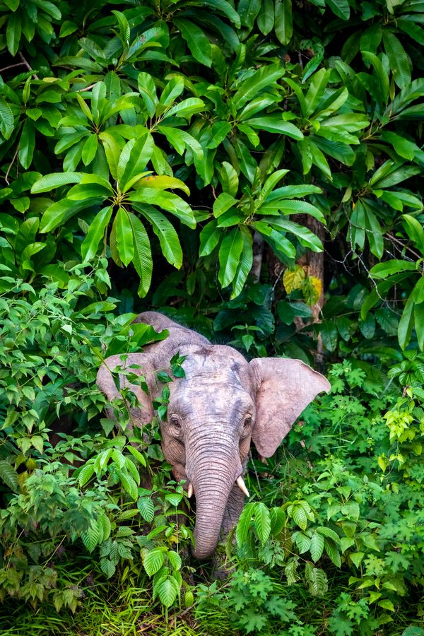 Bornean Pygmy Elephant thumbnail