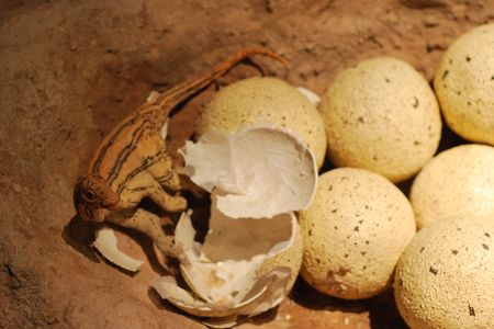 Baby sauropod on a nest, taken at the American Museum of Natural History's World's Largest Dinosaurs exhibit.