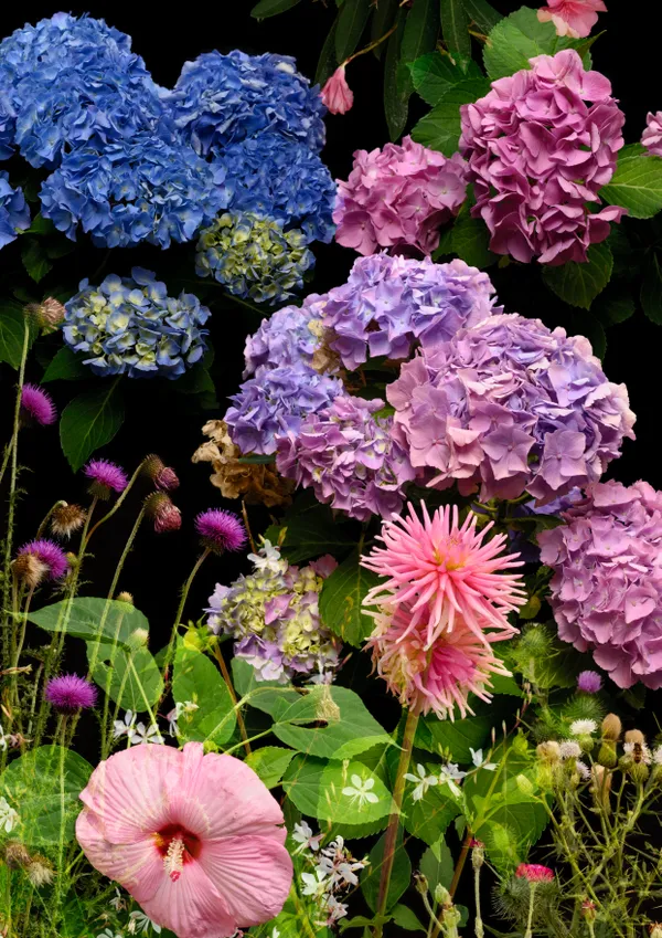 Study with Hydrangeas (Olargues / Caroux-Espinouse, July 2023) thumbnail