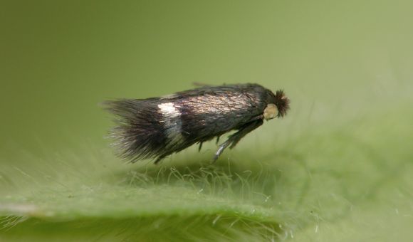 The world’s smallest moth, the pygmy sorrel moth, has a wingspan as short as 2.65 millimeters. It belongs to a group called the leaf miner moths, which could become problematic pests for more farmers as global temperatures rise. (Patrick Clement,  CC BY 2.0)