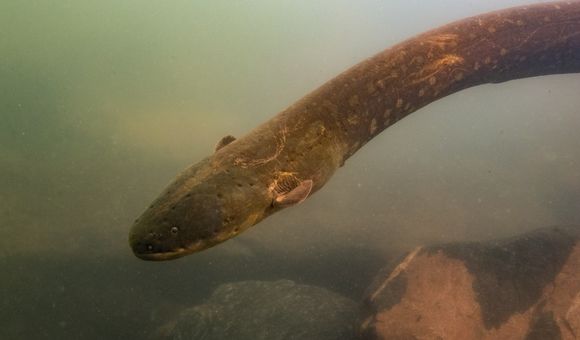 The Volta’s electric eel, Electrophorus voltai, emits the strongest shocks of any animal on Earth. Although these eels were thought to be loners, the species was recently seen hunting in a group. (L. Sousa)