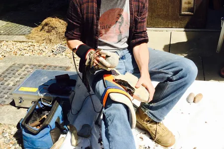 Behaviors requiring the most pressure were smashing bones for marrow and producing flint flakes