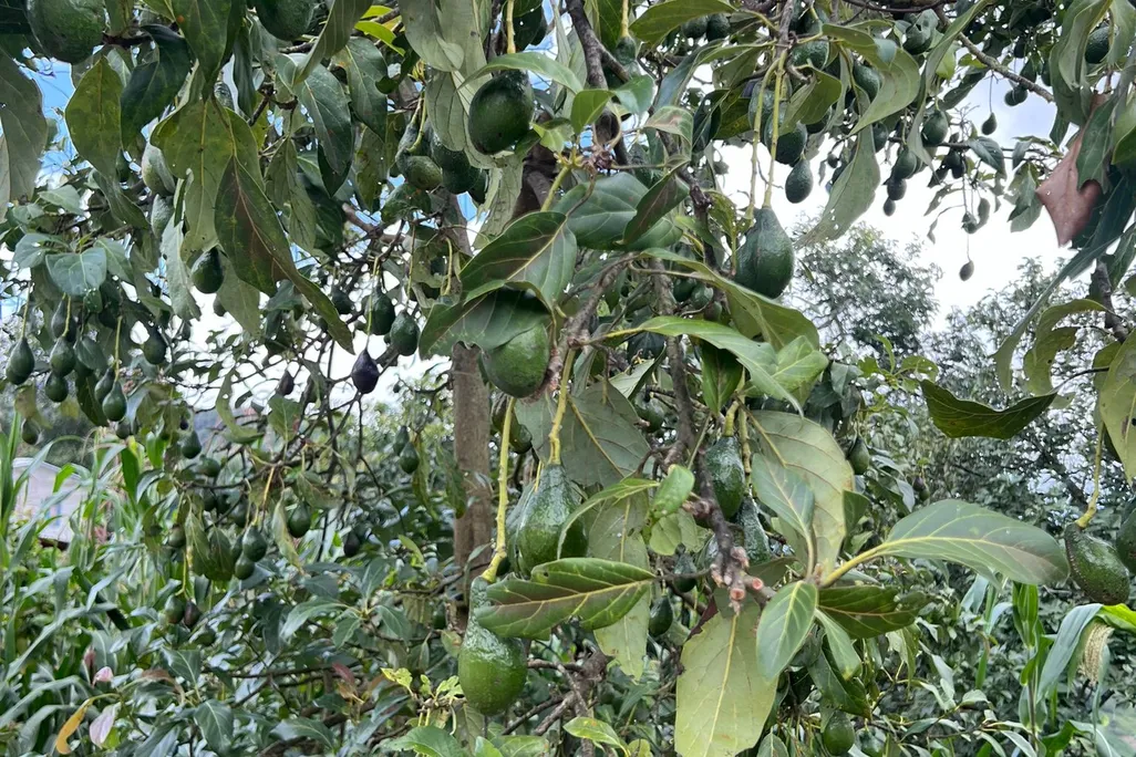 Avocados in Tree in Mexico