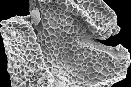 56 million-year-old fossil pollen grains collected from Wyoming and photographed on the NMNH’s scanning electron microscope.