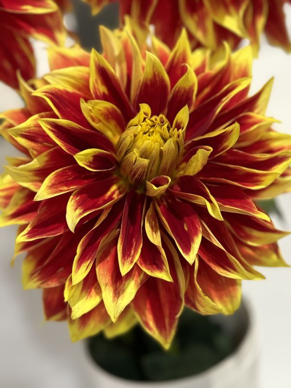 Darling Dahlia of Red & Yellow thumbnail