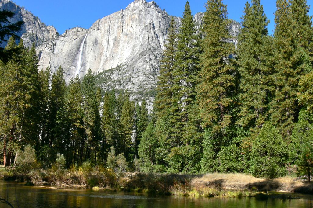 Ponderosa pines