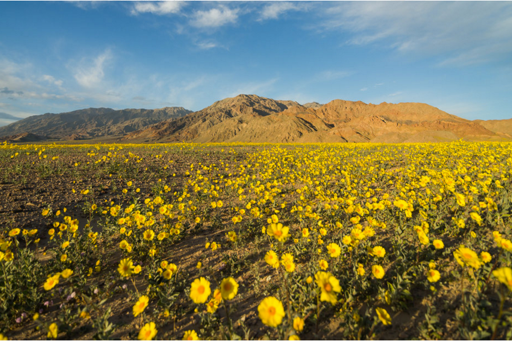 death valley super bloom
