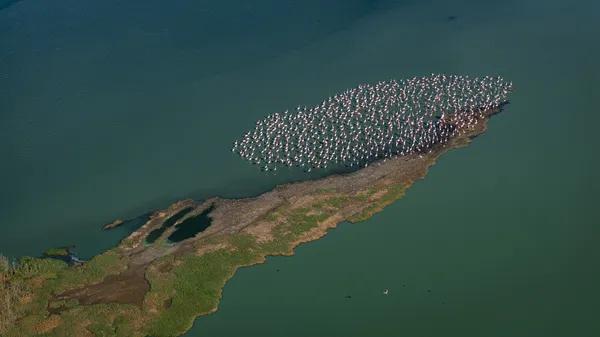 Flamingos at the shore thumbnail