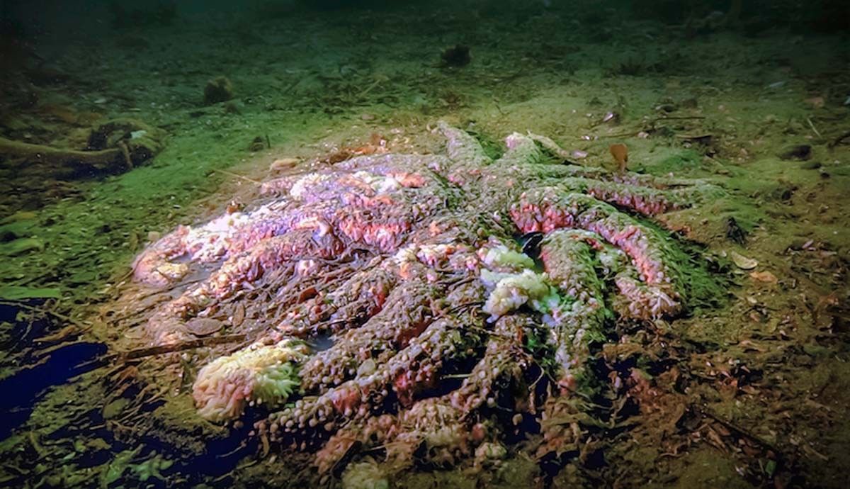 Researchers Discover the Culprit Behind a Gruesome Disease That Makes ...