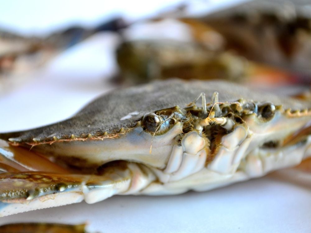 A brown crab similar to those eaten by Neanderthals