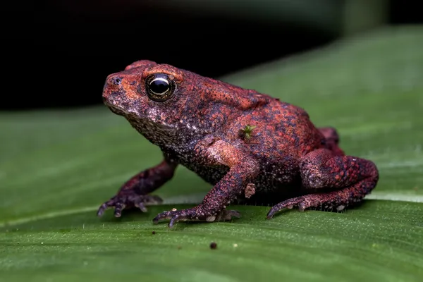 THE MOSS FROG thumbnail