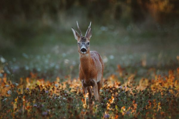 A wink from the nature thumbnail