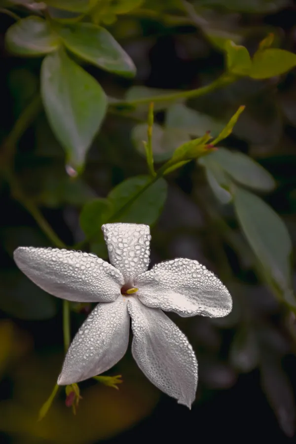 Jasmine flower thumbnail