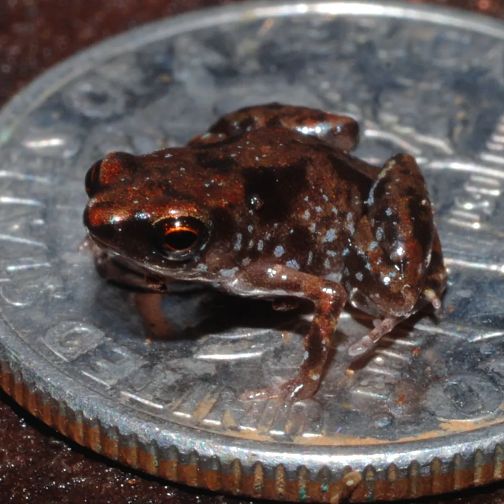 brown frog on a dime