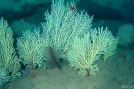 An image of the reef