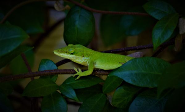 A green lizard climbing a vine. thumbnail