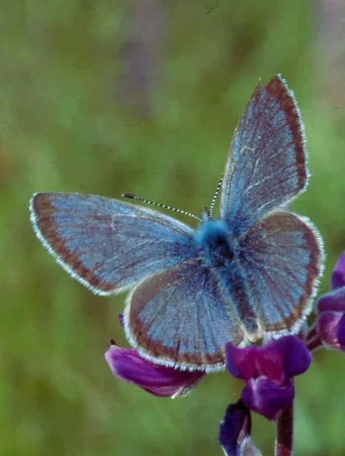 a blue butterfly on a purple flower