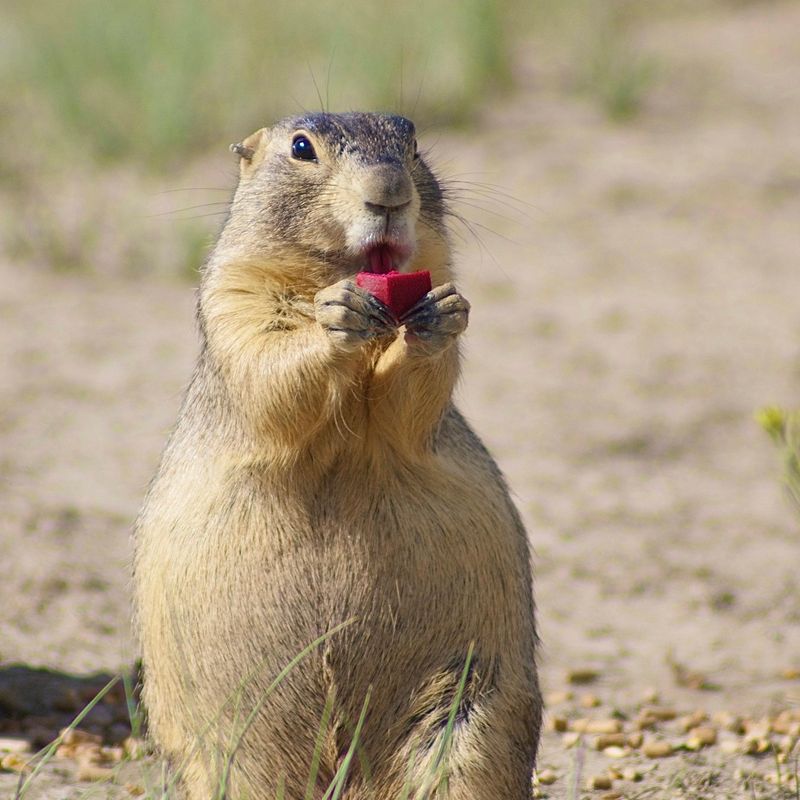 do prairie dogs have the plague