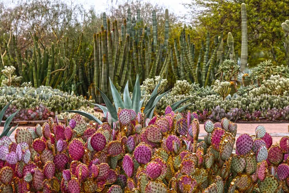 Desert Botanical Garden