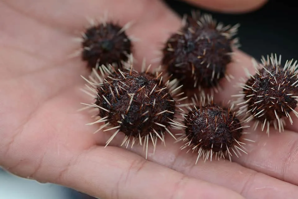 sea-urchin.jpg