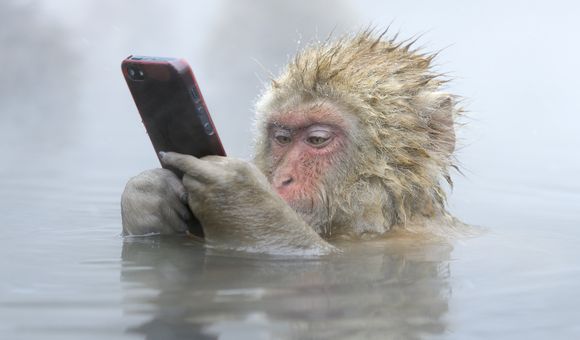 A Japanese macaque holds a stolen cellphone while shoulder deep in hot spring.