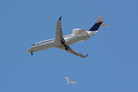 A new study shows that birds do not seem to recognize how fast a vehicle is approaching. 