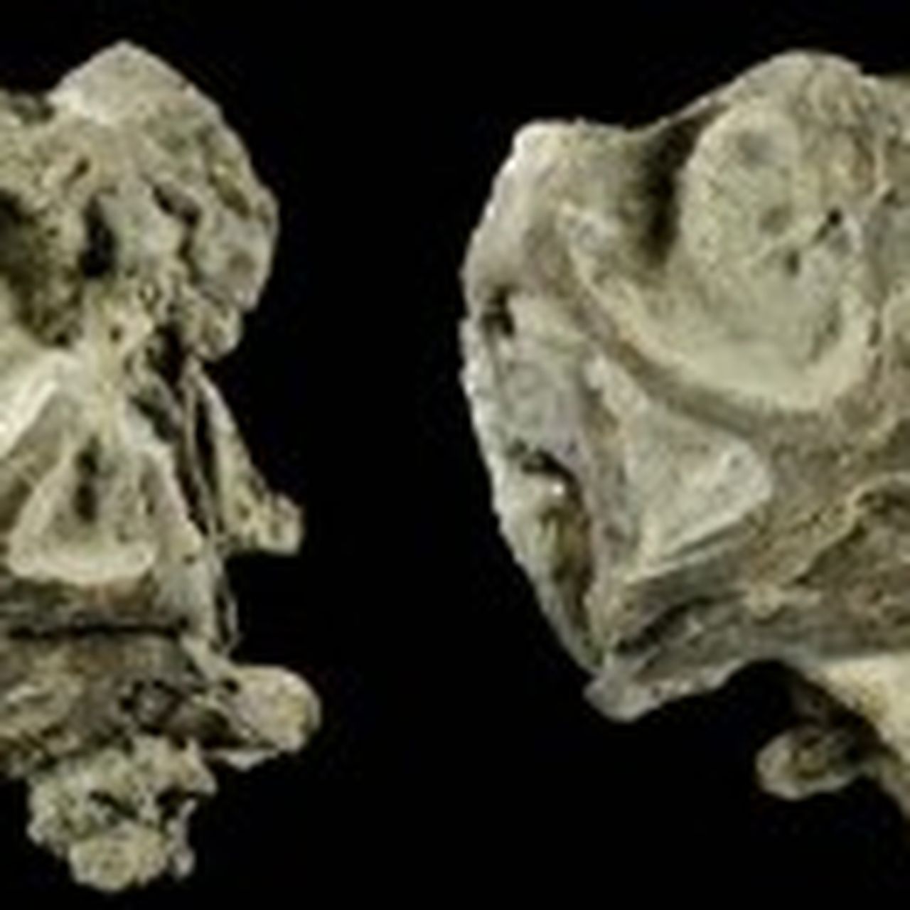20110520083210Abydosaurus-