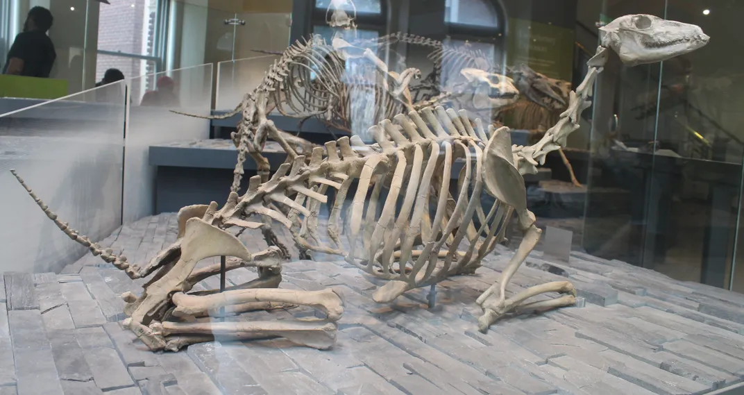 a camel skeleton