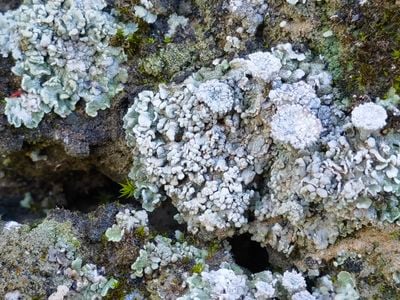 The biocrust is made up of lichen, mosses and cyanobacteria.