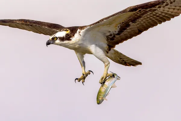 One Handed Grab thumbnail