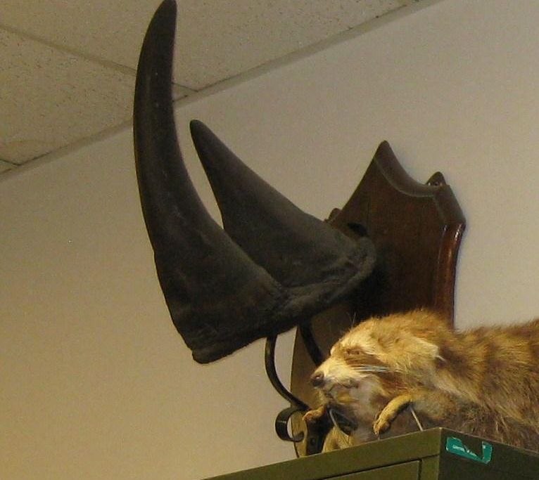 Vermont Rhino